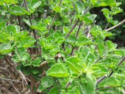 Syncolostemon rotundifolius